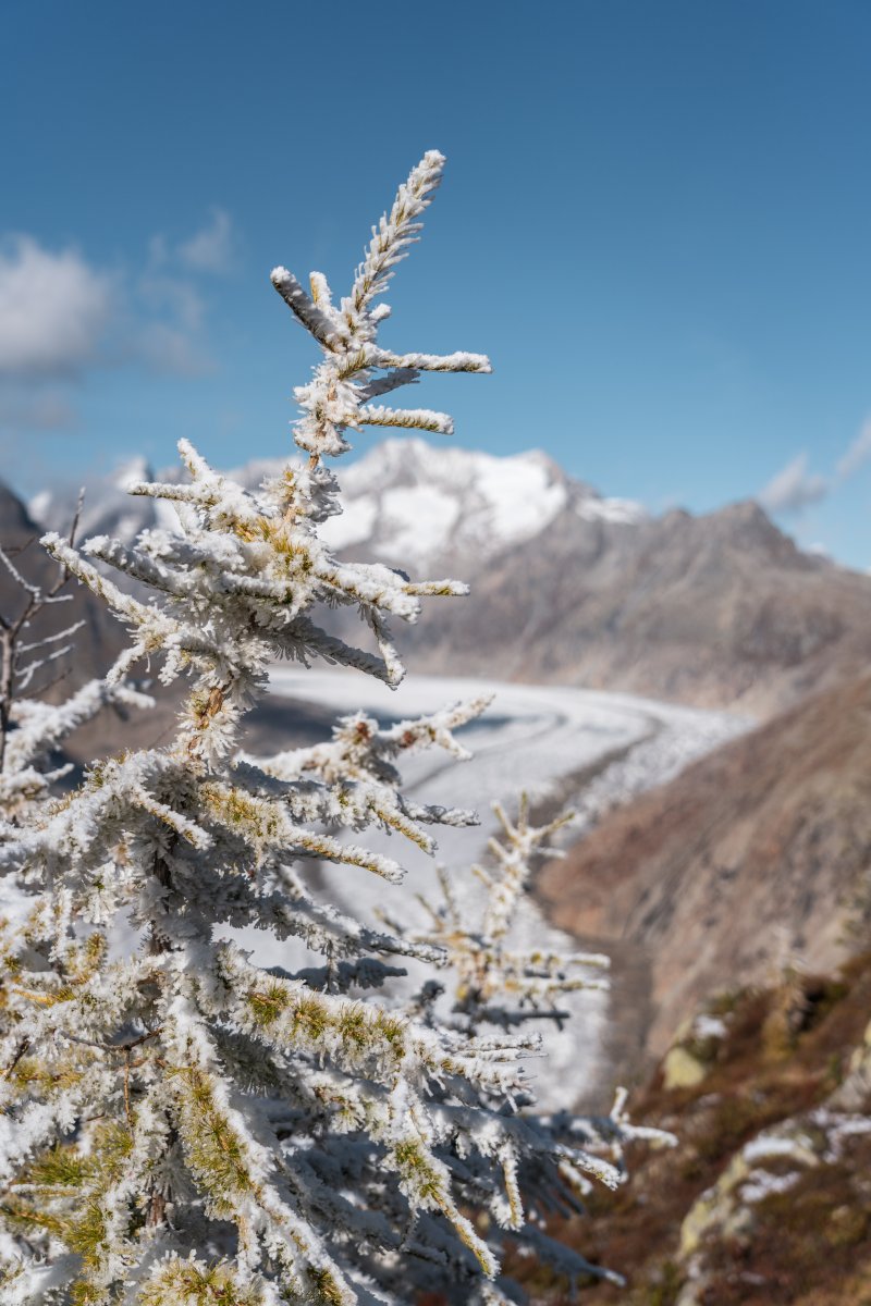 Aletschgletscher, Oktober 2021