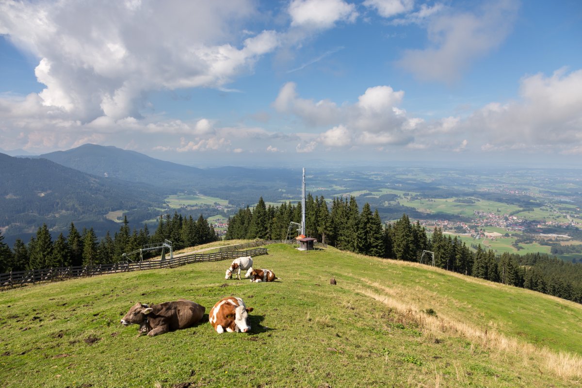 Panorama vom Hörnle auf die Voralpen