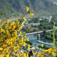 Panorama vom Pinnerkreuz auf Cochem und die Mosel, Mai 2017