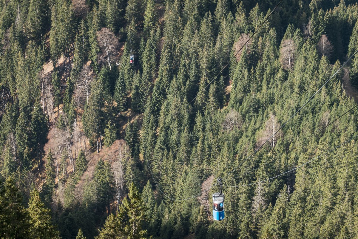 Kabinen der Seilbahn am Laber über dem Wald