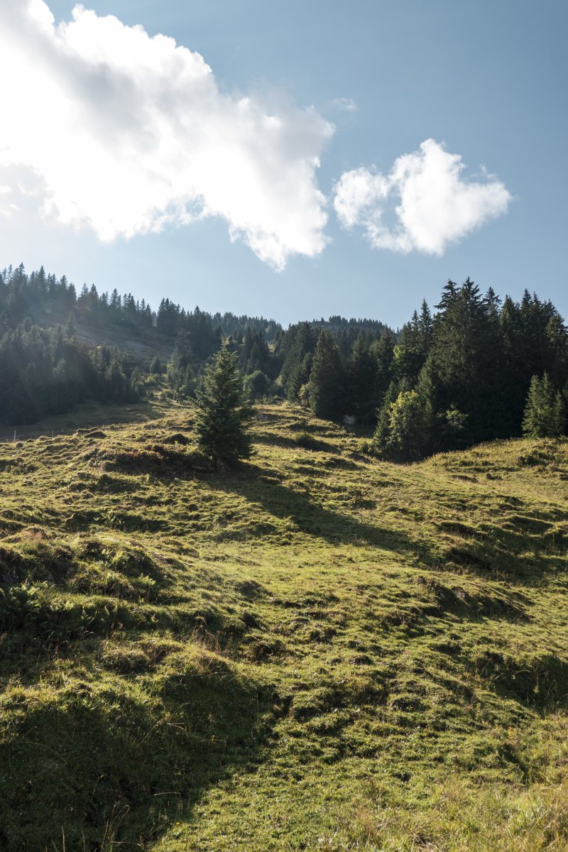Ehemalige Schlepplift-Trasse am Mattstock