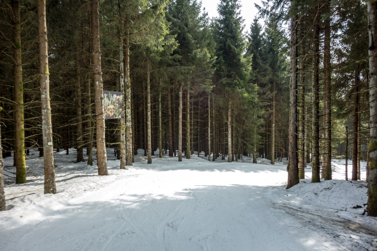 Ameisenpiste am Tête de Grouvelin