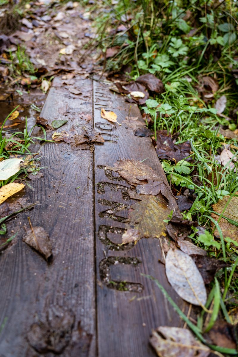 Chemin du Pendu à Gérardmer