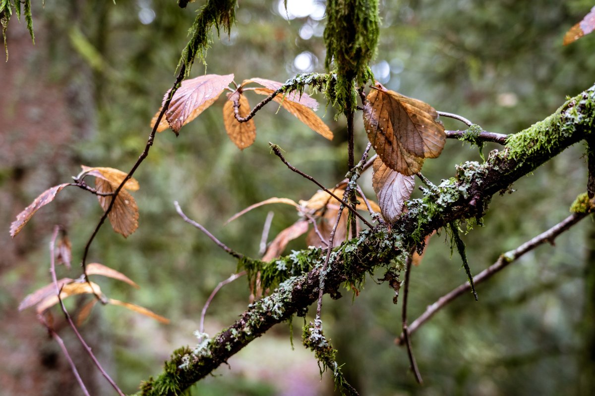 Mystische Stimmung im Wald