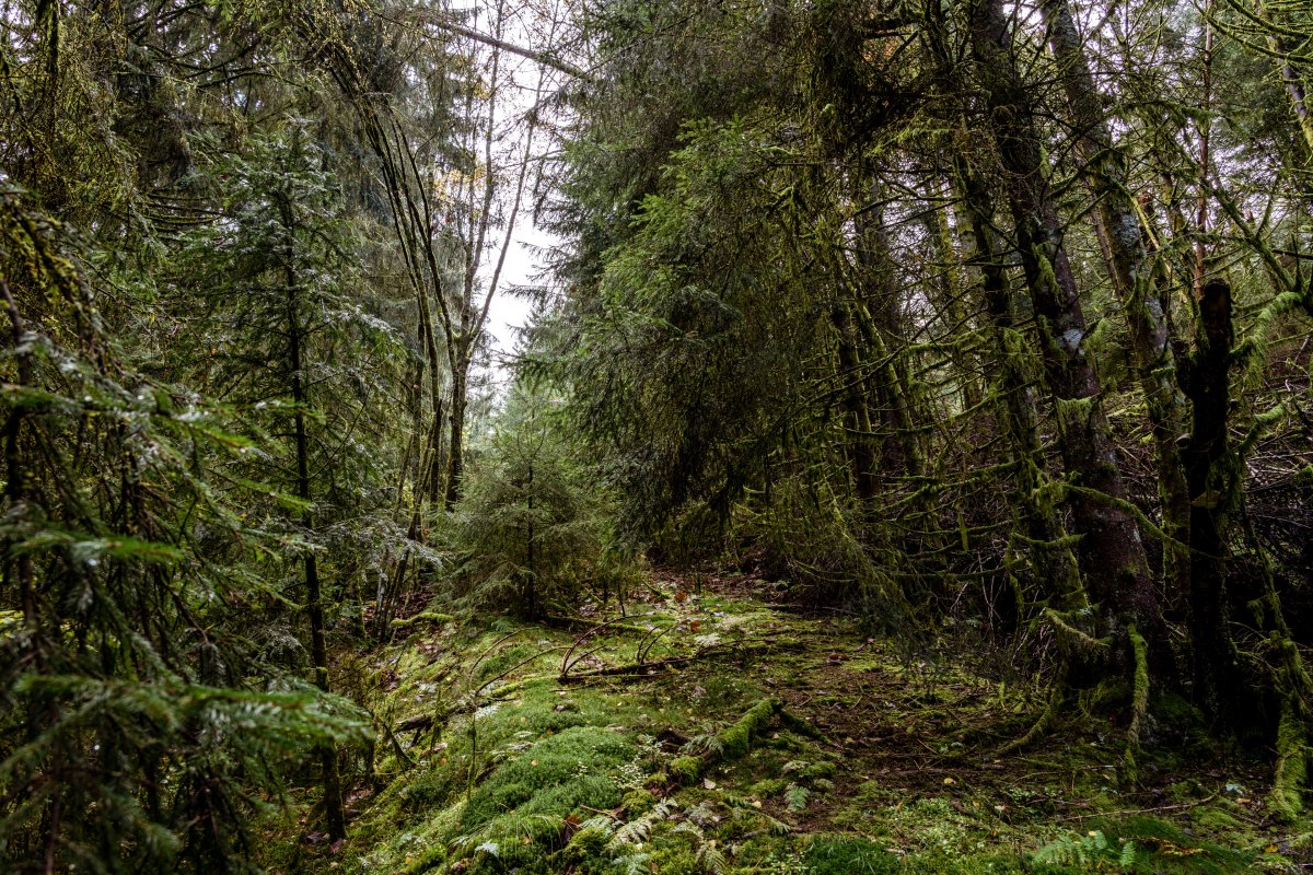 Waldschneise mit ehemaliger Skilifttrasse