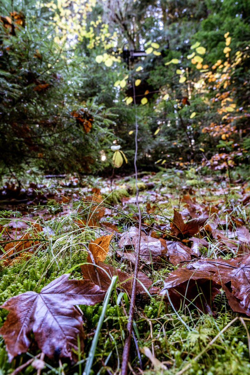 Kabel auf dem Waldboden