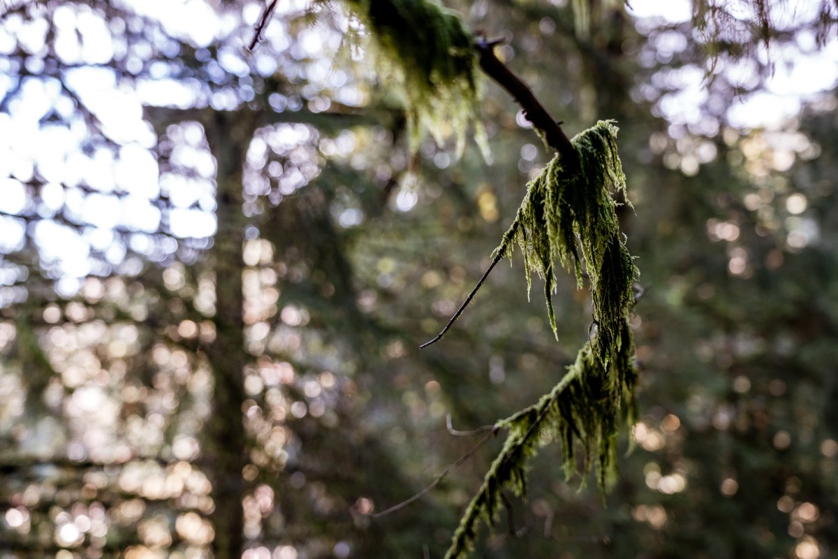 Silhouette einer Skilift-Stütze im Wald