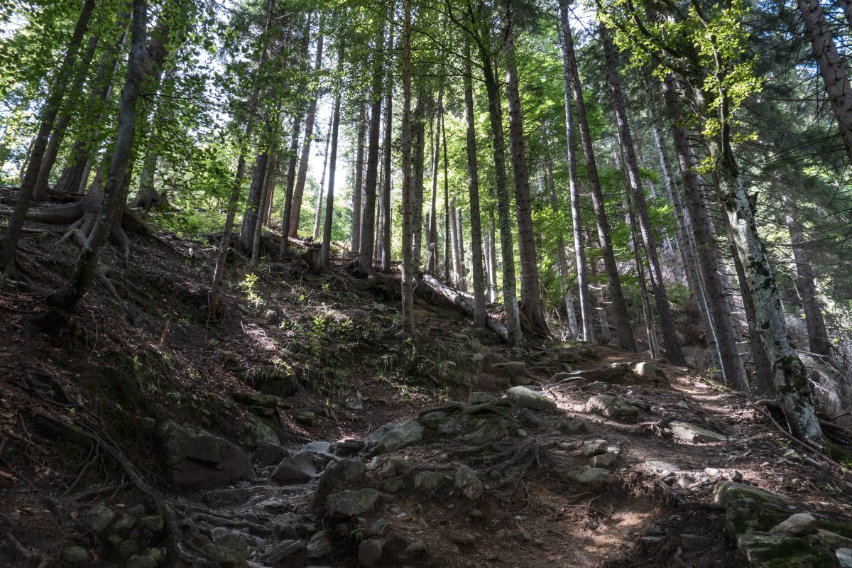 Aufstieg durch den Wald zum Belvedere