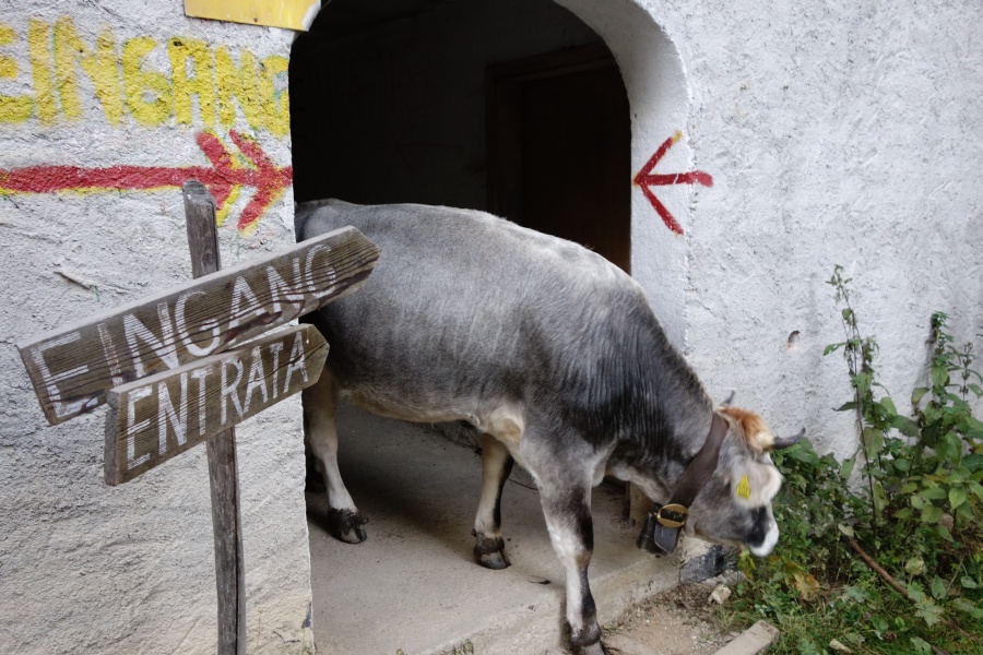 Bergstation des Korblifts Vellau-Leiteralm mit ungebetenem Besuch, Oktober 2013