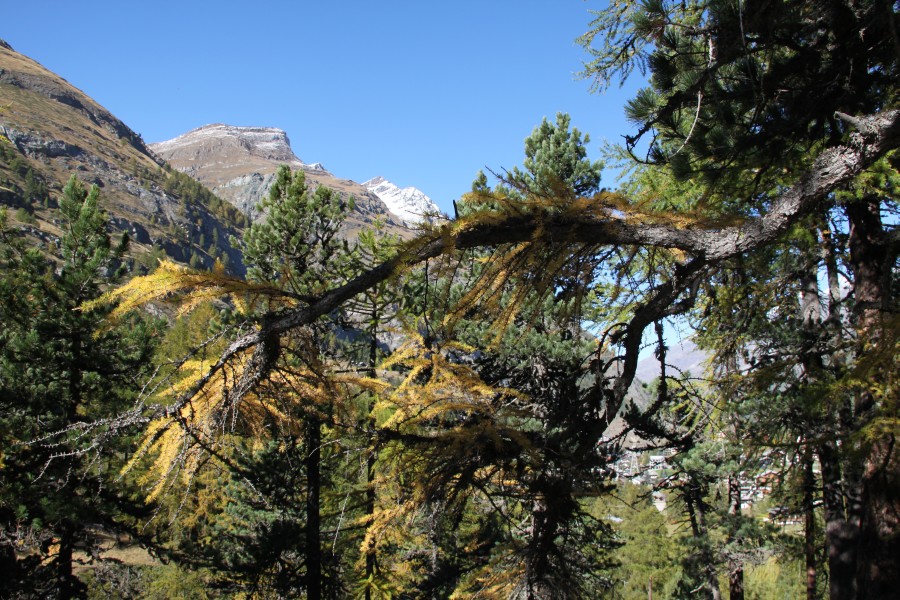 Gornerschlucht, Oktober 2011